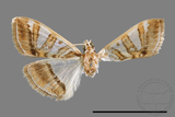 ǦW:Glyphodes duplicalis