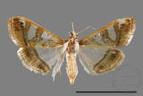 ǦW:Glyphodes duplicalis