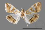 ǦW:Glyphodes duplicalis