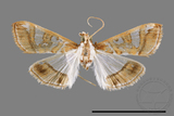 ǦW:Glyphodes duplicalis