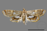 ǦW:Paracymoriza cataclystalis