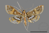 ǦW:Paracymoriza cataclystalis