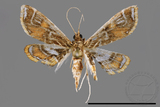 ǦW:Paracymoriza cataclystalis