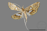 ǦW:Paracymoriza cataclystalis