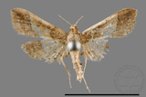 ǦW:Hydriris ornatalis