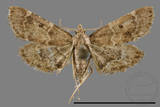 ǦW:Pyralis manihotalis