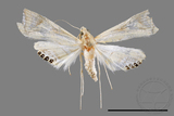 ǦW:Eoophyla conjunctalis