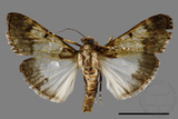 ǦW:Teliphasa albifusa