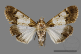 ǦW:Teliphasa albifusa