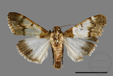 ǦW:Teliphasa albifusa