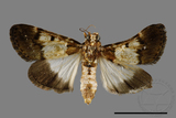 ǦW:Teliphasa albifusa