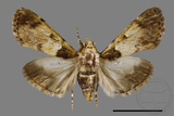 ǦW:Teliphasa albifusa