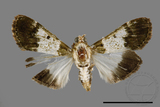 ǦW:Teliphasa albifusa