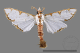 ǦW:Cirrhochrista spinuella