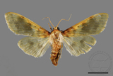 ǦW:Pachynoa thoosalis