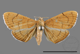 ئW:ŲwCrambidae