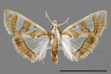 ǦW:Glyphodes duplicalis