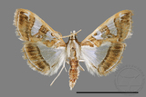 ǦW:Glyphodes duplicalis