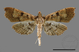 ǦW:Ceratarcha umbrosa