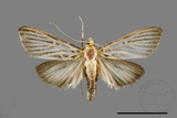 ǦW:Tyspanodes hypsalis