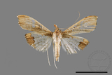 ǦW:Maruca vitrata