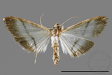 ǦW:Bradina diagonalis