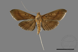 ǦW:Filodes fulvidorsalis