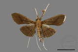 ǦW:Filodes fulvidorsalis