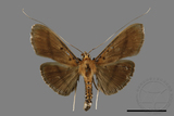 ǦW:Filodes fulvidorsalis