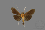 ǦW:Filodes fulvidorsalis