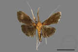 ǦW:Filodes fulvidorsalis