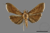 ǦW:Filodes fulvidorsalis