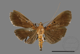 ǦW:Filodes fulvidorsalis