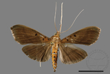 ǦW:Filodes fulvidorsalis