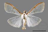 ئW:ŲwCrambidae