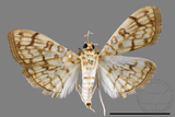 ǦW:Haritalodes derogatus