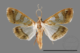 ǦW:Glyphodes duplicalis