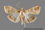 ǦW:Glyphodes duplicalis