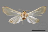 ǦW:Cirrhochrista spissalis