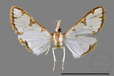 ǦW:Cirrhochrista spinuella