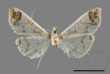 ǦW:Polythlipta divaricata