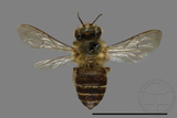 中文種名:未鑑定蜜蜂