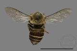 中文種名:未鑑定蜜蜂