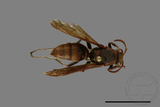 ǦW:Polistes huisunensis