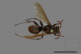 ǦW:Polistes huisunensis