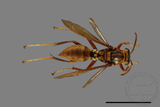 ǦW:Polistes formosanus