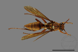 ǦW:Polistes formosanus