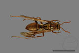 ǦW:Polistes formosanus