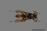 ǦW:Polistes huisunensis