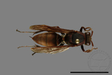 ǦW:Polistes huisunensis